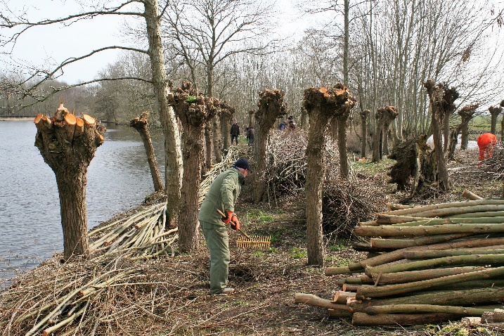 Knotters, knotwilgen, slieten